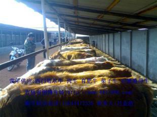 河南優質肉牛養殖 機遇與市場前景探析