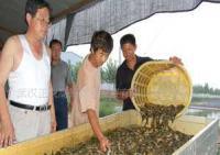 泥鰍苗種培育與養殖技術解析