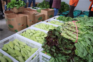 龍里縣灣灘河園區(qū) 貴州雙龍現(xiàn)代農(nóng)副產(chǎn)品收購點(diǎn)的崛起與機(jī)遇